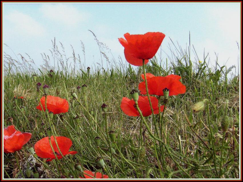 Coquelicots