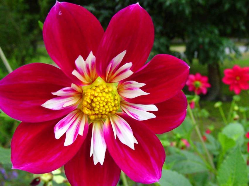 Fleur