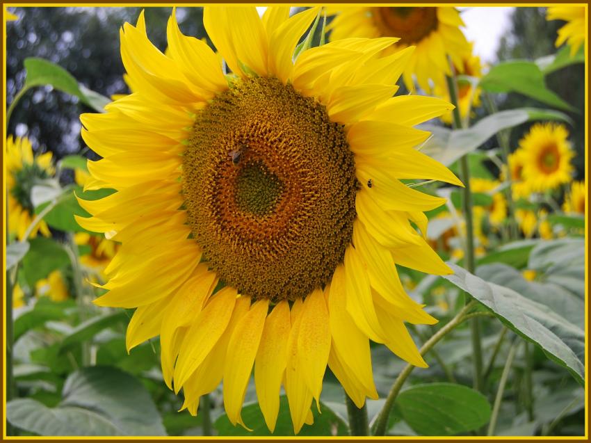 Tournesol