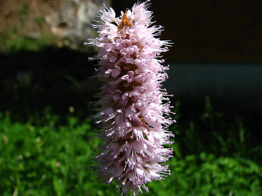 Renoue bistorte