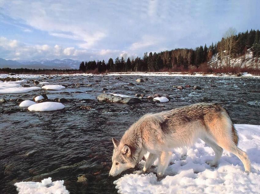 Loups