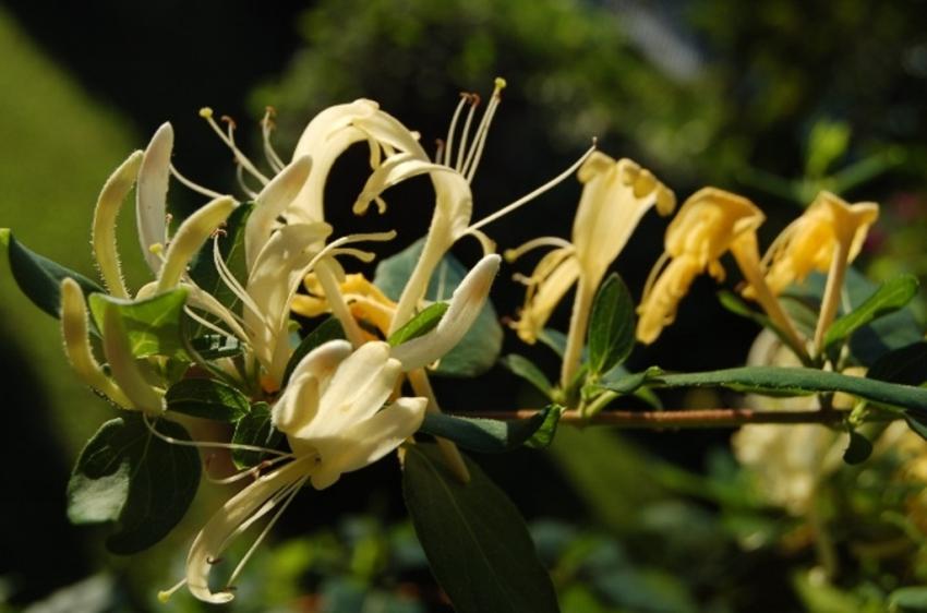 fleurs de tahiti