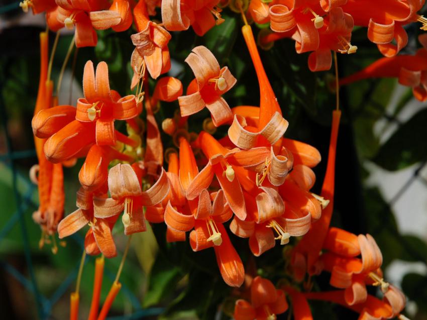 parure orange