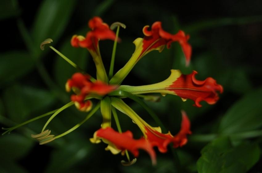 fleurs de tahiti
