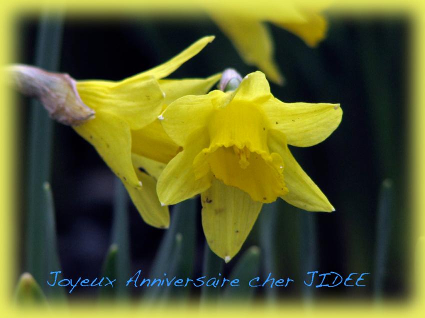 Bisous jonquilles