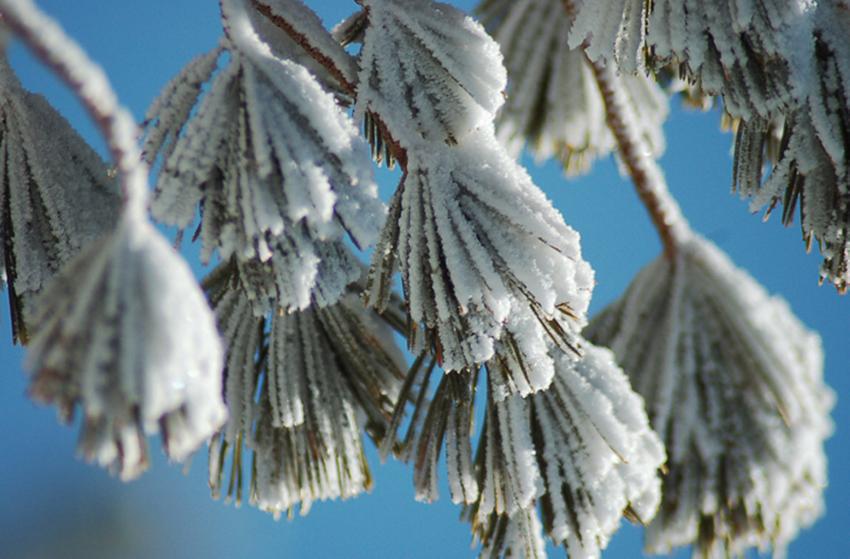 ptite neige