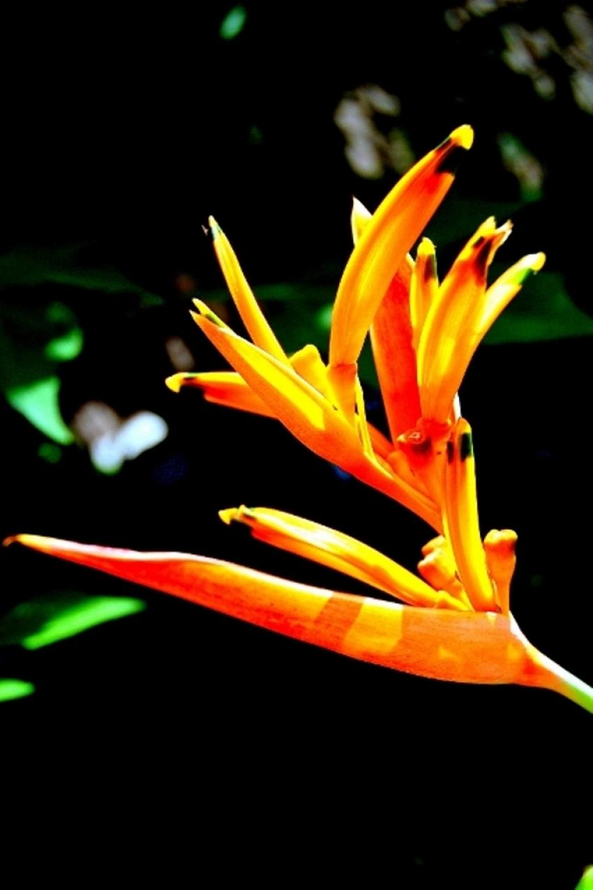 fleurs de polynsie