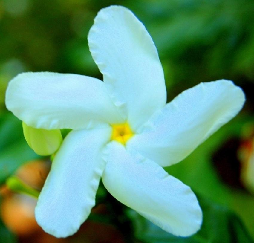 fleurs de polynsie