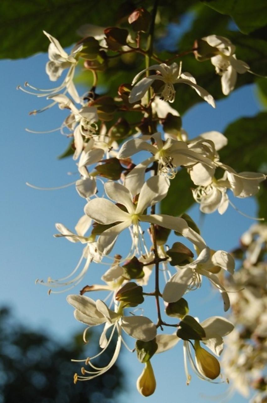 fleurs de tahiti