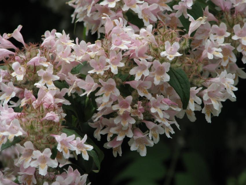 Cascade de fleurs