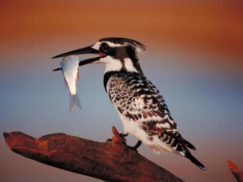 Oiseaux