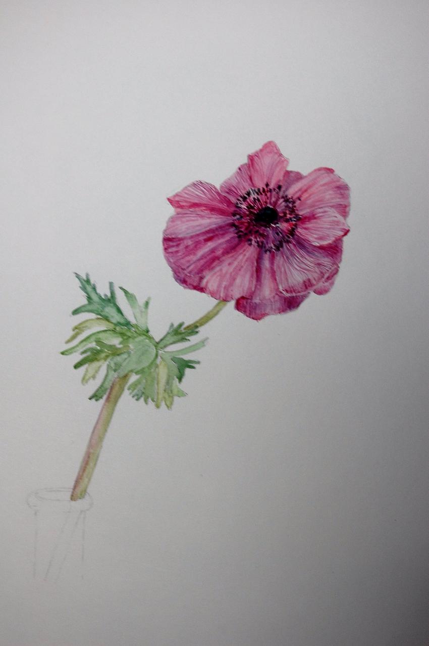 ANEMONE