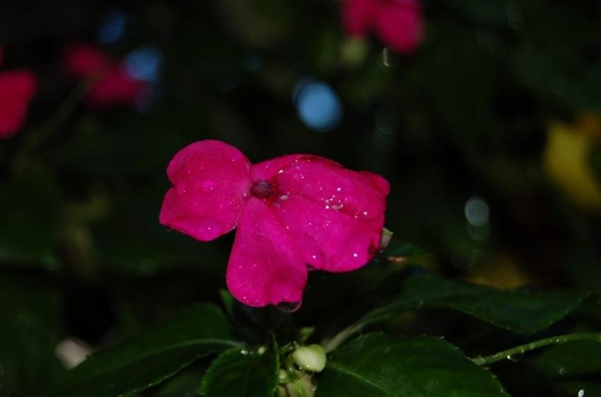 fleurs de tahiti