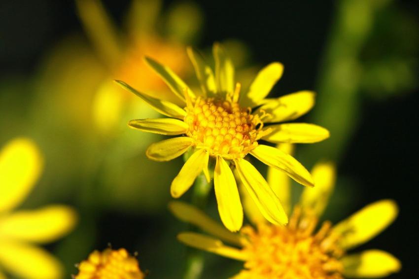Jaune...