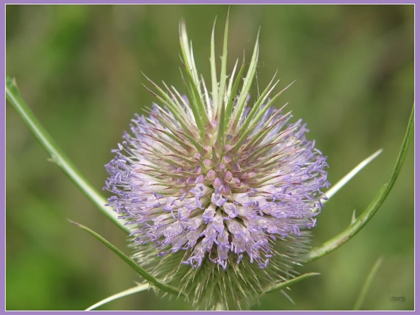 Fleur 21710