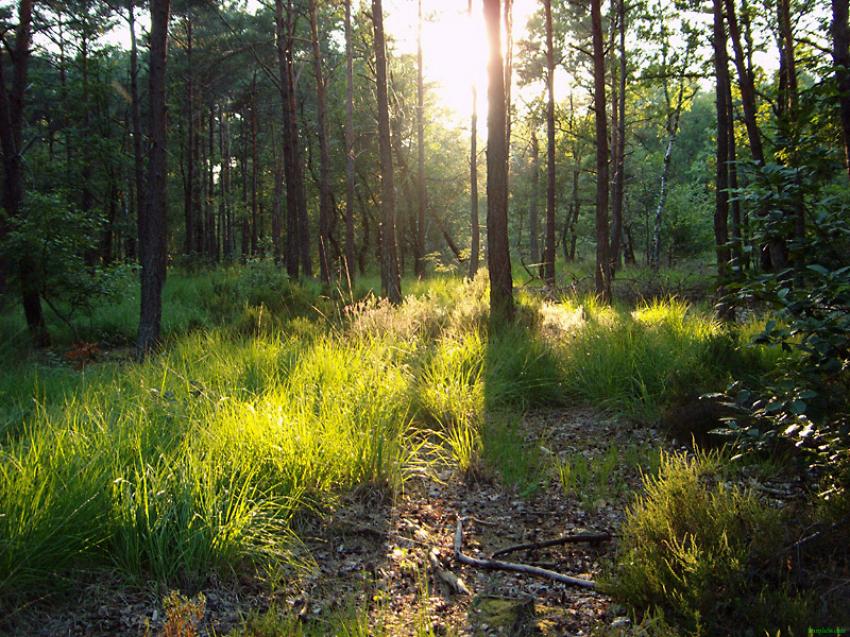 Fond d'cran Nature