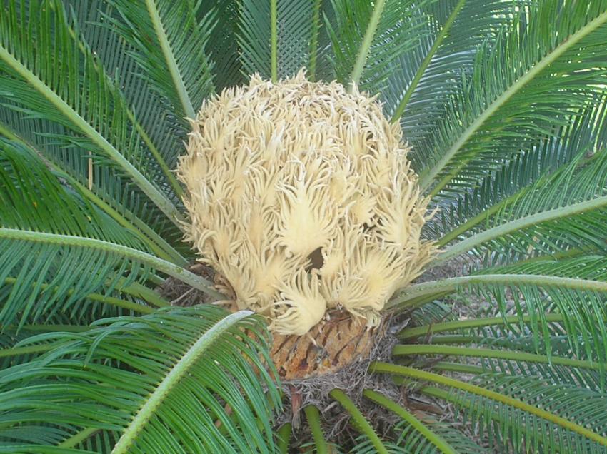 coeur de palmier