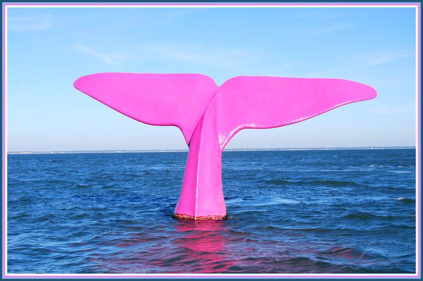 Queue de baleine dans le bassin d'Arcachon